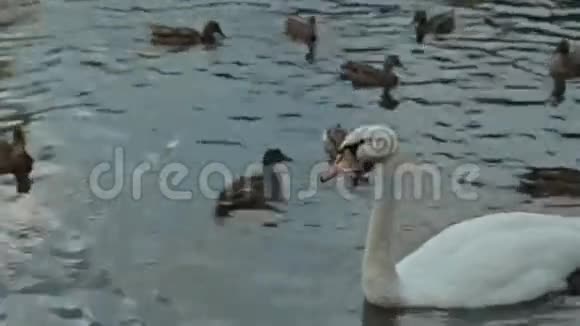 妈妈和儿子一起喂天鹅和鸭子视频的预览图