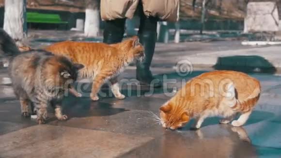 早春在街上喂无家可归的猫粮慢动作视频的预览图