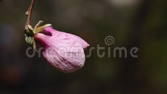 粉红玉兰花春天视频的预览图
