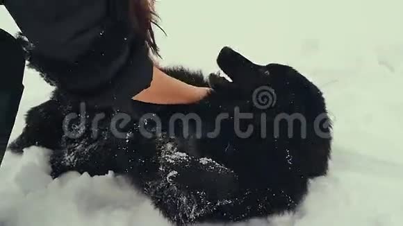 年轻的女人在雪地里玩狗冬天视频的预览图