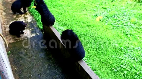 大黑熊在热带动物园的露天笼子里散步视频的预览图
