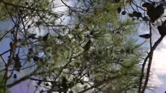 有锥状太阳的松树枝视频的预览图