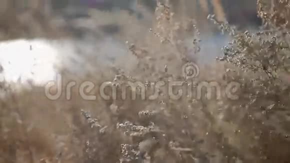 干田草地前的水面反射视频的预览图