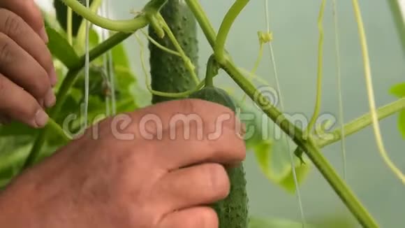 在温室里收获黄瓜视频的预览图