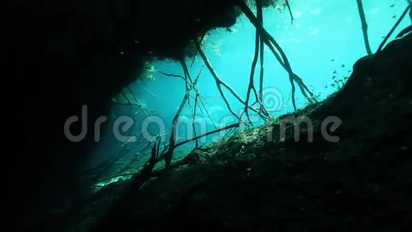 墨西哥尤卡坦的树根和岩石视频的预览图