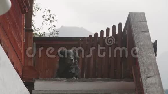 可爱的黑狗视频的预览图
