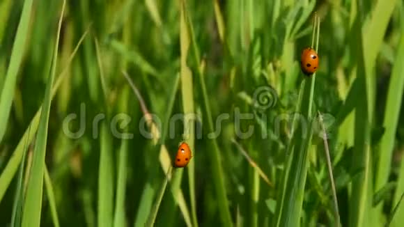 两只女虫子在风中的绿草中视频的预览图
