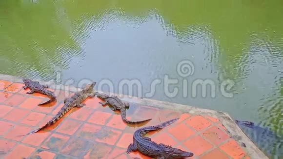 鳄鱼躺在繁殖场旁的池塘边的石岛上视频的预览图