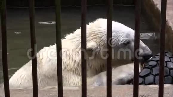 动物园的盆地里的白熊视频的预览图