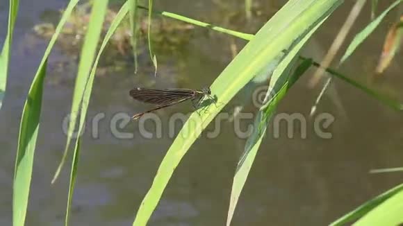 蜻蜓斑蜓栖息在草叶上视频的预览图