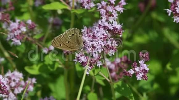 蝴蝶环远志收集花蜜视频的预览图