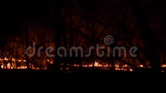 烧木头晚上在树林里生火视频的预览图