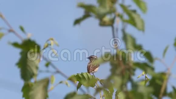 鸟卫查特Saxicolarubetra坐在树枝上唱歌捉苍蝇视频的预览图