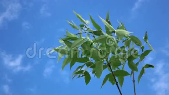 蓝天背景下的年轻绿树视频的预览图