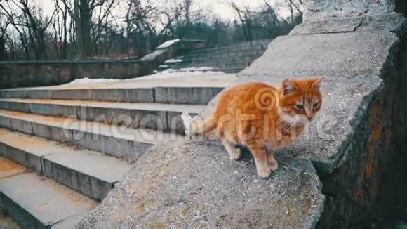 早春街头公园里无家可归的红猫慢动作搞笑都市猫视频的预览图