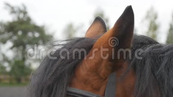 棕色的马在玩他们的耳朵栗种马站在户外移动耳朵关闭慢动作视频的预览图
