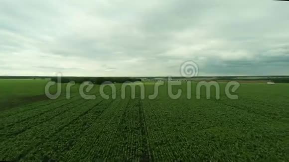 一块玉米地的空中射击视频的预览图