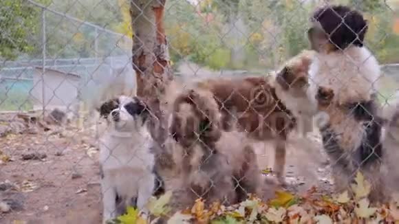 许多不同品种的狗在围栏或狗舍动物收容所后面视频的预览图