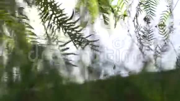 垂柳树枝沾水一阵强风吹绿树叶轻背景视频的预览图