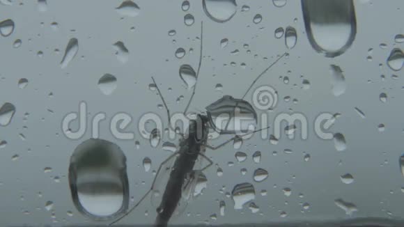 蚊子窗雨滴视频的预览图