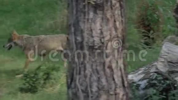 野狼或野狼在森林里散步或奔跑青草在夏天靠近树木视频的预览图