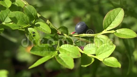 森林里的蓝莓灌木4K视频的预览图
