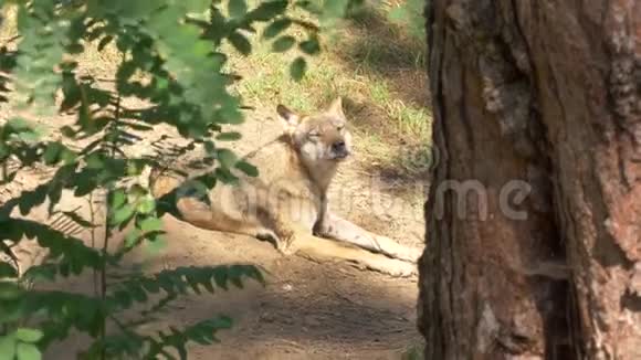 野狼或野狼在森林里散步或奔跑青草在夏天靠近树木视频的预览图