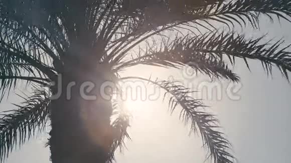 棕榈树的顶端阳光透过树叶视频的预览图