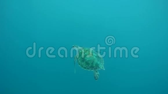 印尼美丽的绿龟在碧蓝的海洋中游泳视频视频的预览图