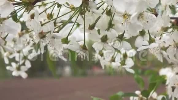 樱花的枝干慢动作视频的预览图