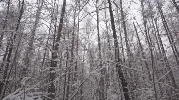 在美丽的冬林中缓慢地降雪视频的预览图
