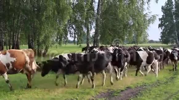 从牧场回来的牛群视频的预览图