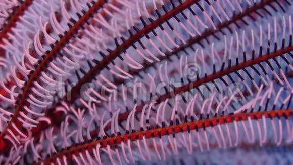 羽毛星热带珊瑚礁上五颜六色的菊科植物视频的预览图
