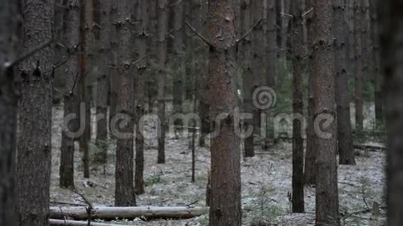 冬天的傍晚在老树之间视频的预览图