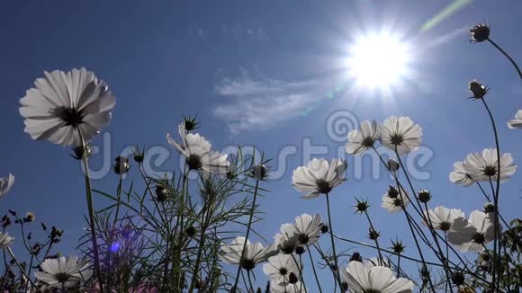 白色的宇宙之花作为太阳和蓝天的背景视频的预览图