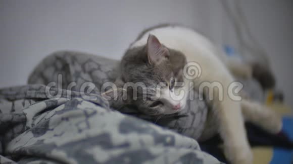 猫睡觉放松宠物在熨衣板慢动作视频生活方式室内视频的预览图