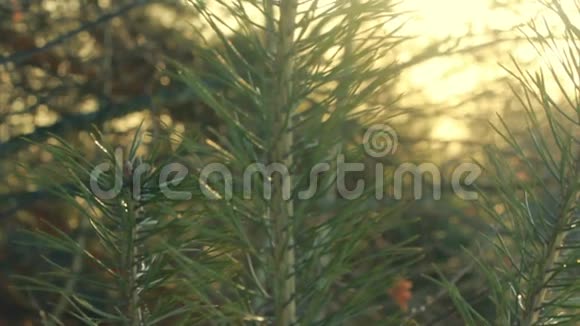 松树枝松针青松枝在晨光中特写视频的预览图