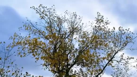 树树叶和风视频的预览图