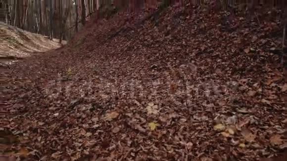 秋天的森林落叶和树木阳光透过裸露的树木最喜欢的季节轻松的气氛视频的预览图