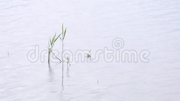 新鲜的绿色芦苇在风中摆动和挥动湖岸深度小在水中倒影视频的预览图