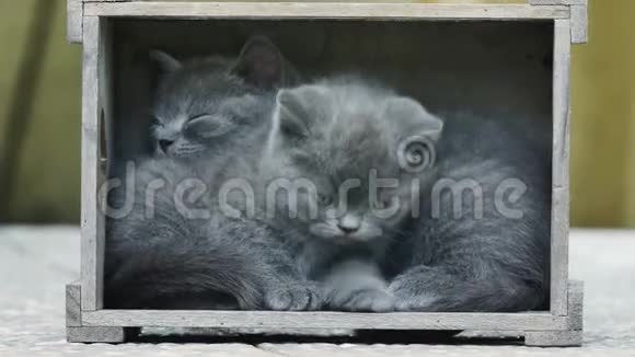 小猫坐在户外的板条箱里视频的预览图