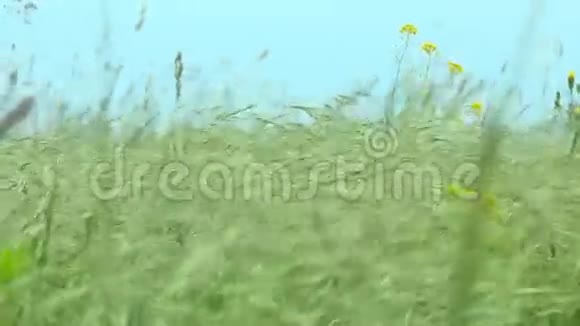 草原上的春草视频的预览图