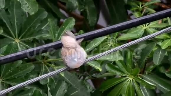 斑马鸽子的翅膀在雨中洗澡用嘴捕捉雨滴视频的预览图