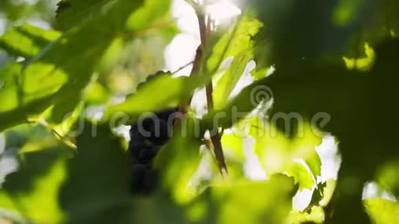 阳光下成熟的葡萄视频的预览图