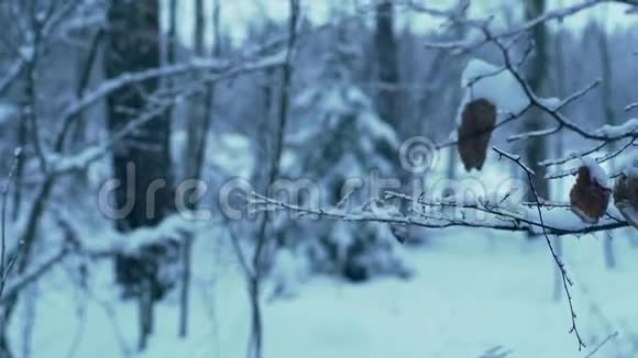 树枝在覆盖着冰雪的森林里视频的预览图