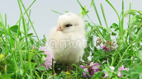 复活节新生的小鸡站在草地上尖叫视频的预览图