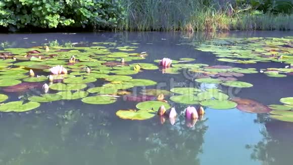 在池塘背景上若虫科特写重晶莲花或睡莲花视频的预览图