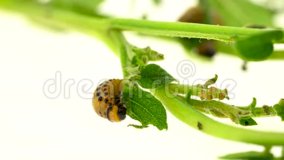科罗拉多马铃薯甲虫吃白色背景的叶子视频的预览图