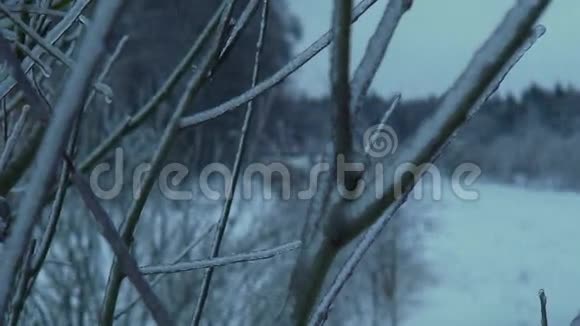 树枝在覆盖着冰雪的森林里视频的预览图