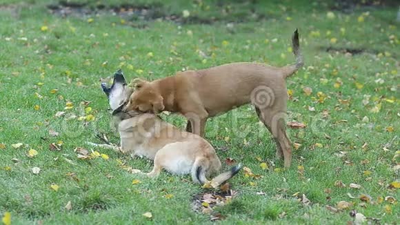 两只流浪狗在草地上玩耍叶子是黄色的视频的预览图